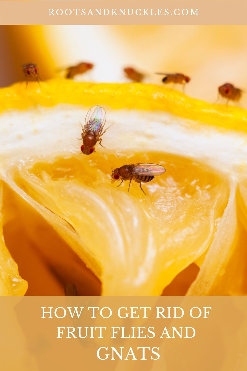 how to get rid of fruit flies inside the drain