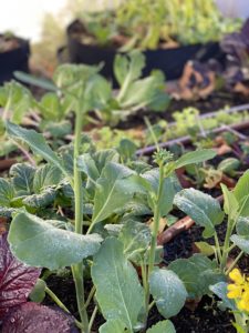 Easy Vegetables to grow in the winter