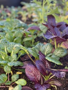best Vegetables to grow in the winter