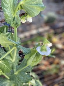 vegetables to grow in winter Small